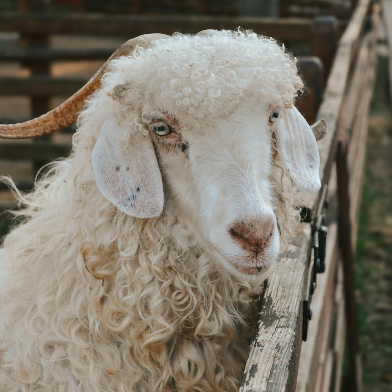A sheep leaning over the fence to the petting zoo. Photo by Esra Kaya.